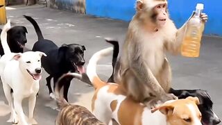 This Monkey’s Reaction Is TOO FUNNY! 😂🐒 You Won’t Believe What Happens Next! #Shorts 2