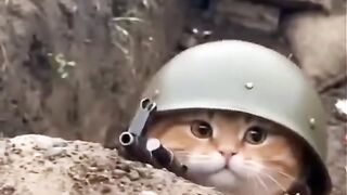Let me finish this war