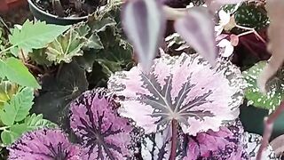 Um cantinho do meu jardim