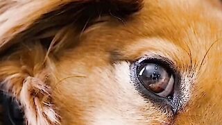 O cachorro  demonstra palavras