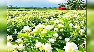 Old Telugu Songs