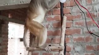 🐒 Monkey’s Crazy Reaction! 😂 You Won’t Believe What Happens Next! #Shorts