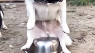 🐶😂 Funniest Dog Reaction Ever! You Won’t Stop Laughing! 🤣 #Shorts