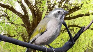 ✅Enchanting Song: Discover the Rarity of the Trinca-Ferro🦚🎵🐦