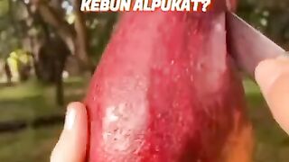 Alpukat Vietnam