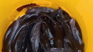 Tips for fast harvesting catfish or leftovers