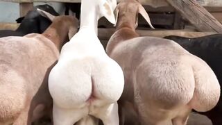 1 minuto animal - o maior popozão do reino animal... #curiosidades