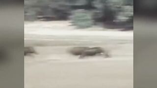 O PERIGOSO JAVALI!! VIU UM, CORRE!!