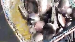 Fish fry for fish farming seeds