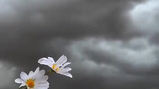 Serenade of Solitude
