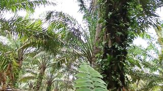 Harvest kelapa sawit