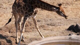 What do animals do when they think nobody is watching? 2