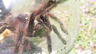 Aranha