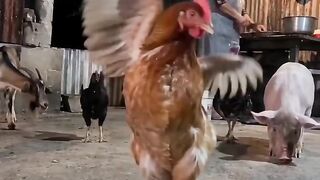 Galinha dançando.