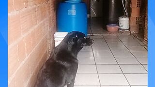 CACHORRO SANSÃO