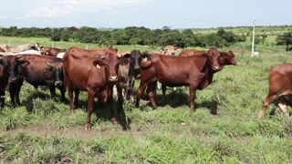 Cattle on a farm, Lucala, Angola 95