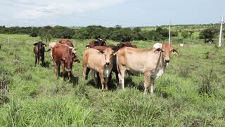 Cattle on a farm, Lucala, Angola 99