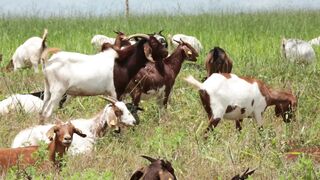 Goats on a farm, Lucala, Angola 8