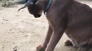 Floppa has a disagreement with a crawdad.