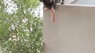 Sweetest Meal Time with Mom Cat