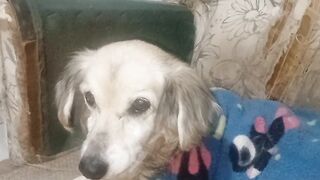 MINHA CACHORRA MENINA