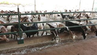 Goats on a farm, Lucala, Angola 54