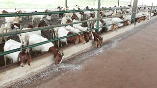 Goats on a farm, Lucala, Angola 53