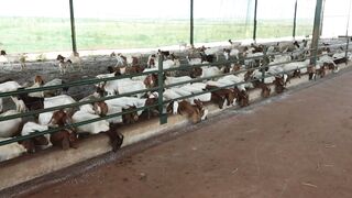 Goats on a farm, Lucala, Angola 50