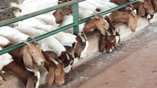 Goats on a farm, Lucala, Angola 45