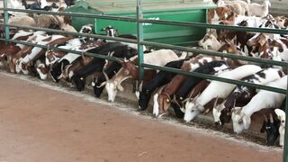 Goats on a farm, Lucala, Angola 40