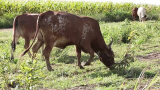 Cattle on a farm 55