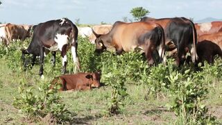 Cattle on a farm 56