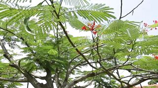 ACACIAS