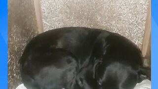 CACHORRO BORAN