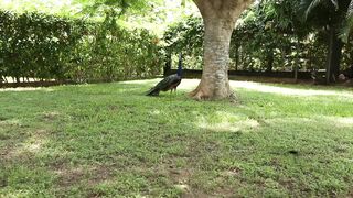 PEACOCK 2