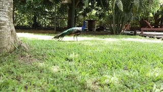 PEACOCK 3