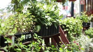 PLANTS ON A VASE 1