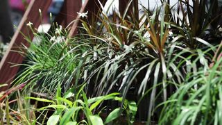PLANTS ON A VASE 2