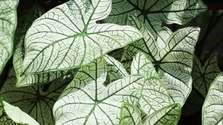 PLANTS
