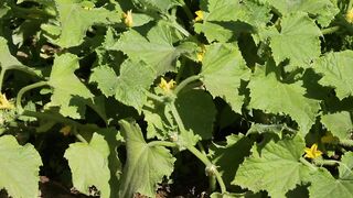 PUMPKIN LEAVES