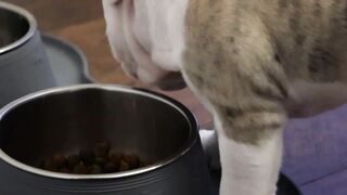 What if the French Bulldog isn't quite the dog you think it is?