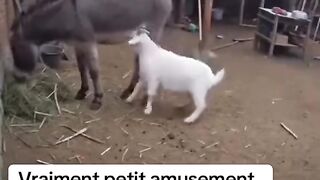 L’ane et la chévre .