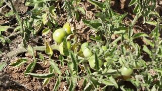 TOMATOES 2