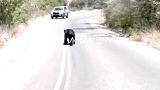 Bear 🐻 Animal Mother's Love 💓