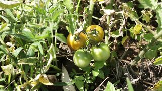 TOMATOES
