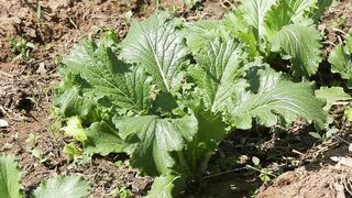 VEGETABLES