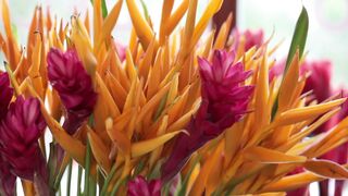 YELLOW HELICONIA