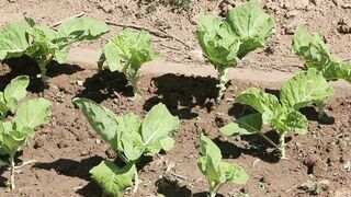 KALE FARM