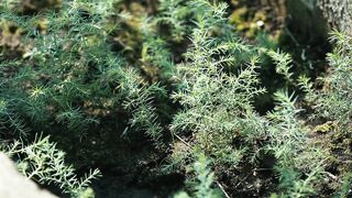 CEDAR PLANT