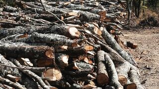 CUT TREES 3